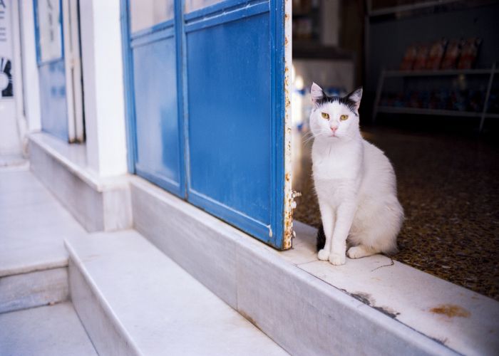 greek cat