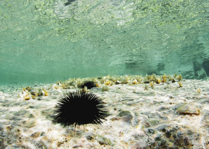 sea urchin in greece