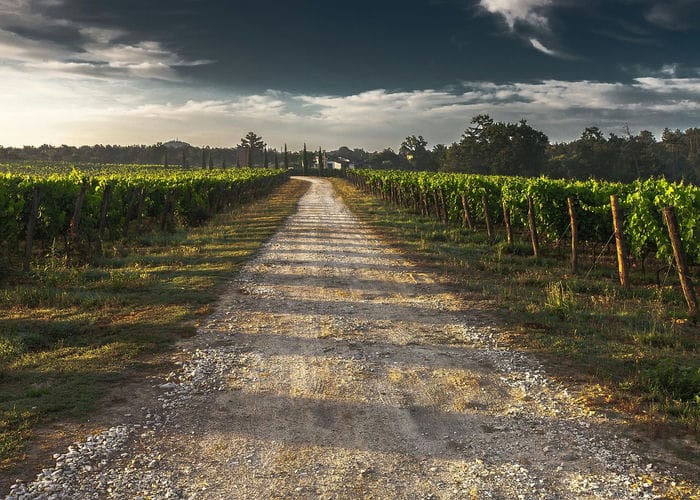 road vineyard