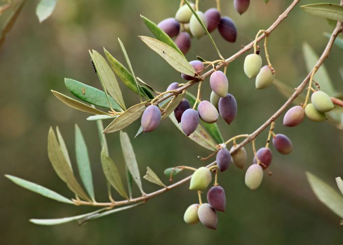 olive branch exinocactus depositphotos
