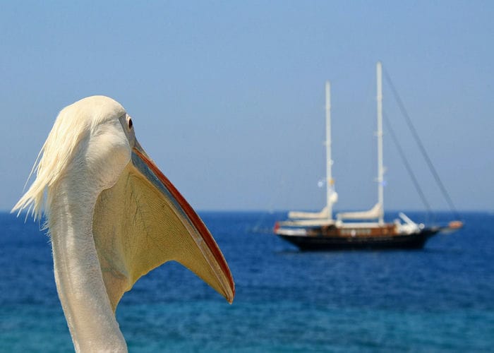 pelican mykonos