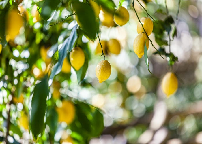 amalfi lemons