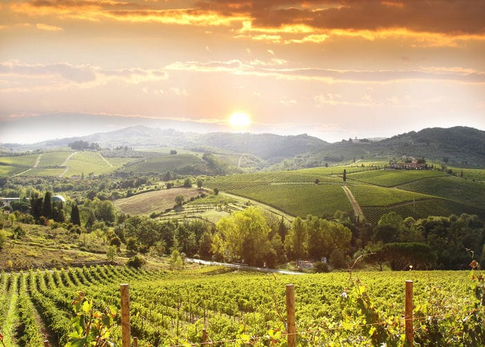 Tuscany chianti vineyard
