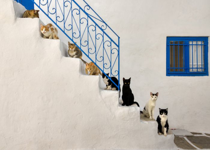 greek cats Katho Menden shutterstock compressed