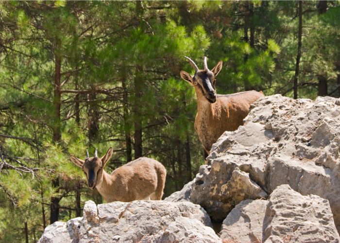 kri kri wild goat samaria gorge crete irakite shutterstock